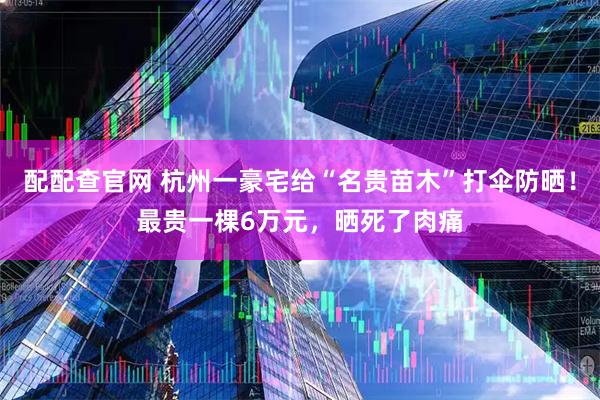 配配查官网 杭州一豪宅给“名贵苗木”打伞防晒！最贵一棵6万元，晒死了肉痛
